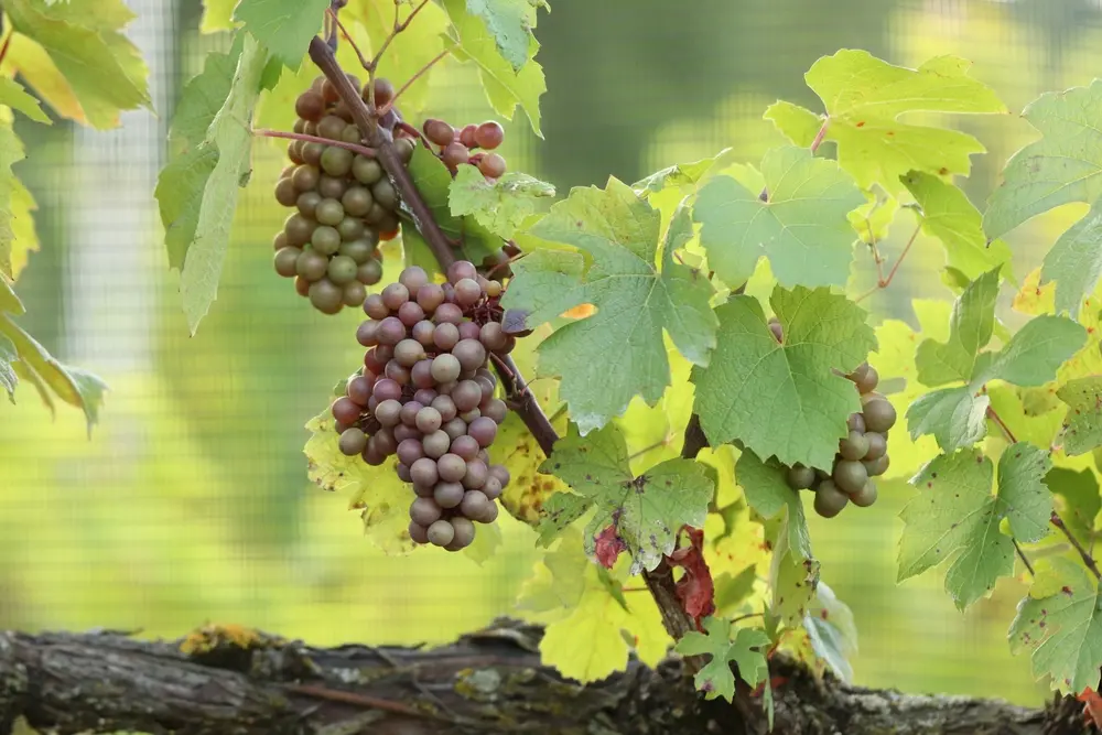 Des vins désalcoolisés au Salon Wine Paris Vinexpo Paris Vivre