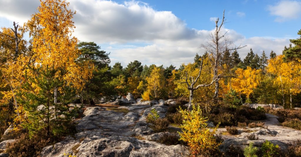 La forêt de Fontainebleau © Radu Razvan