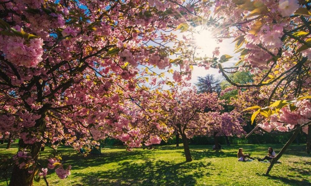 Paris sakura fleurs Sceaux