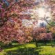 Paris sakura fleurs Sceaux