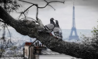 Nourrir Pigeons a Paris