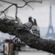 Nourrir Pigeons a Paris