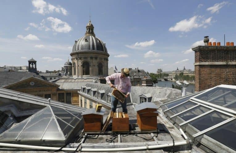 L’apiculteur Audric de Campeau sur le toit de la Bibliothèque Mazarine, 2017 © AFP / Patrick Kovarik