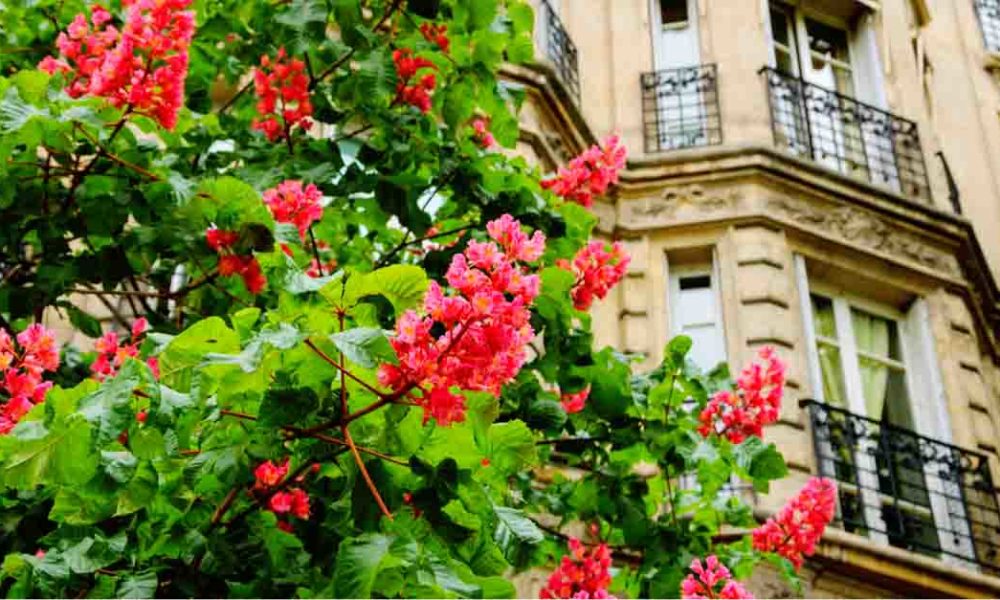 fleurs a paris