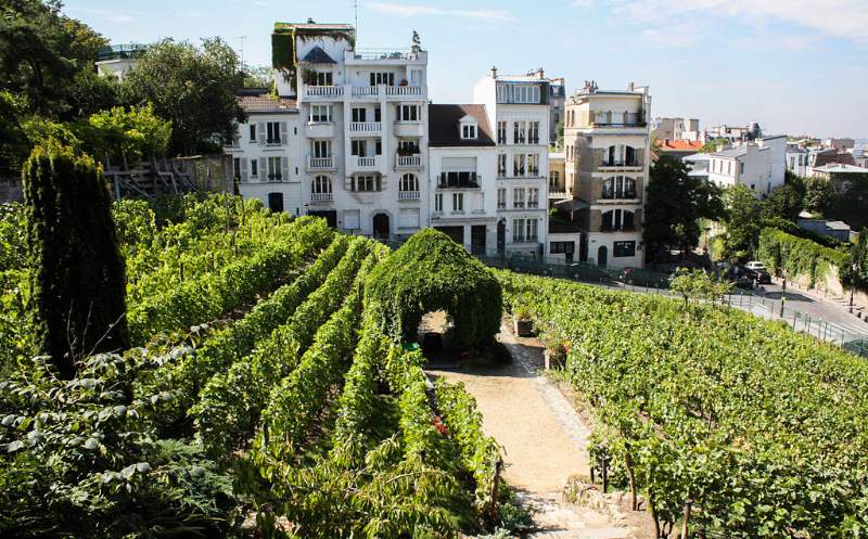 Les vignes de Montmartre © Shadowgate