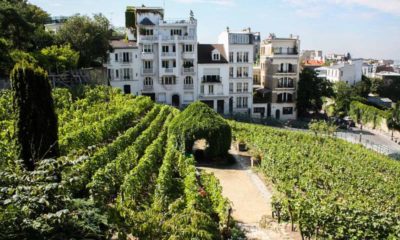 Vignes de Montmartre
