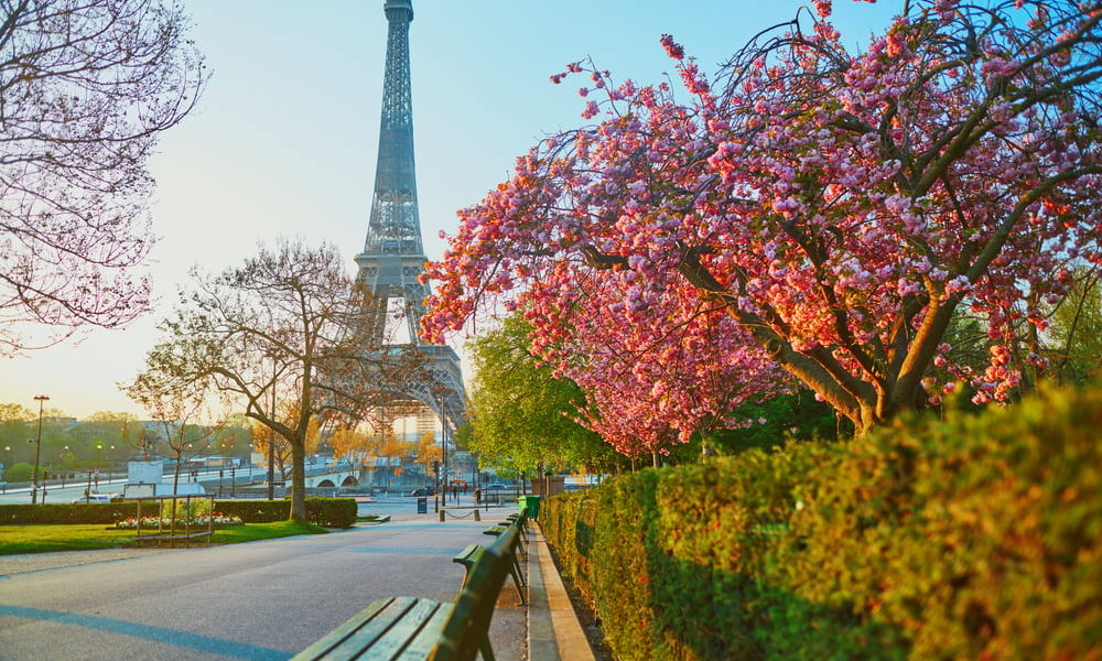 Vue de la Tour Eiffel aux cerisiers en fleurs à Paris © Ekaterina Pokrovsky