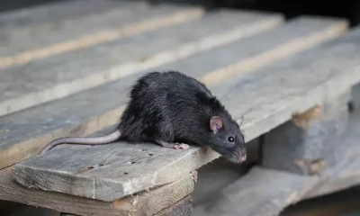 Des jardiniers parisiens requièrent une vaccination contre la leptospirose face à l'augmentation de la population de rats
