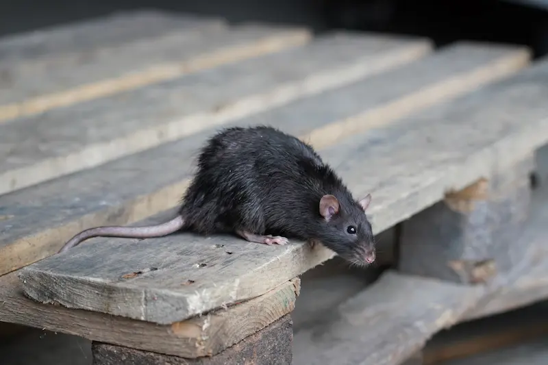 Des jardiniers parisiens requièrent une vaccination contre la leptospirose face à l’augmentation de la population de rats