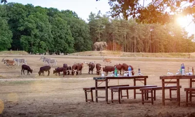 Dîners safari © Zoo de Thoiry